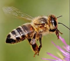 honeybee for swarm