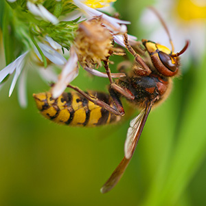 swarm hornet