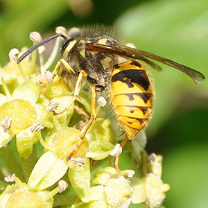 swarm wasp